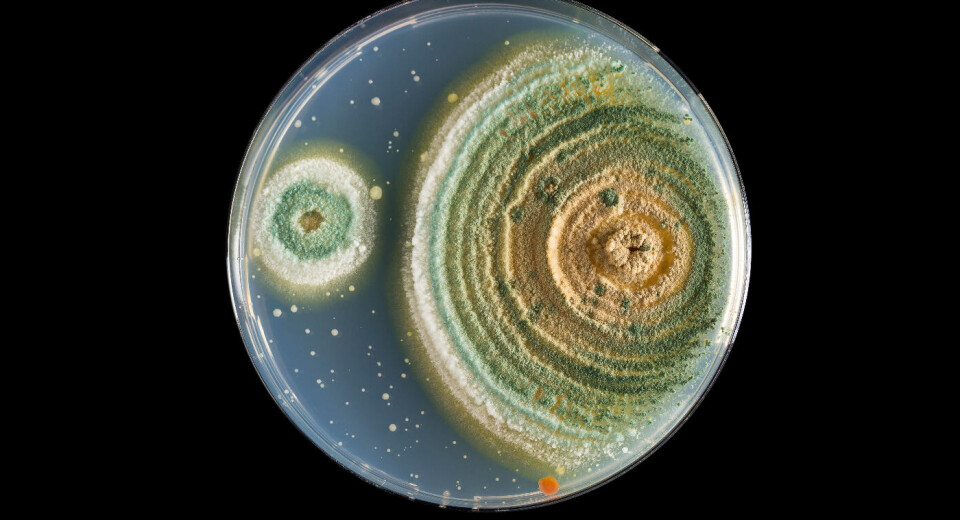 App gir kunnskap om sopp