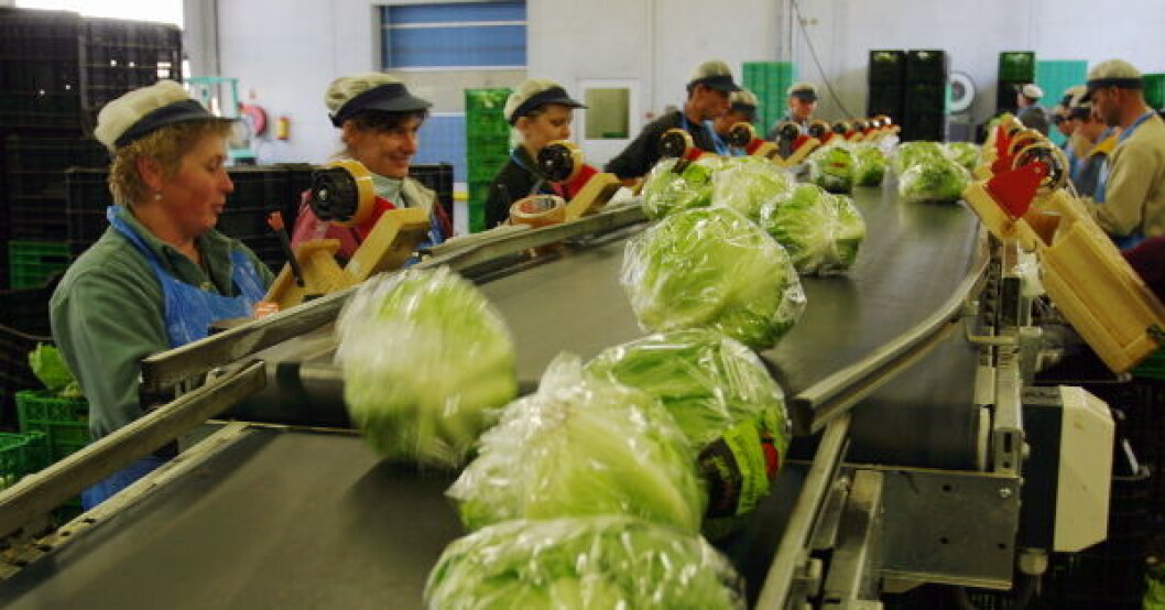 Produksjon isbergsalat Randaberg1 Produksjon isbergsalat Randaberg1